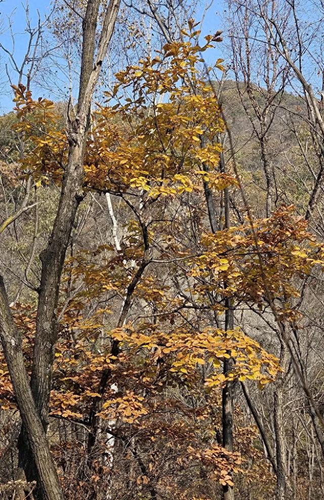 一脚踏进雪与秋的交界处，京郊深山里藏着深秋最温柔的惊喜！​