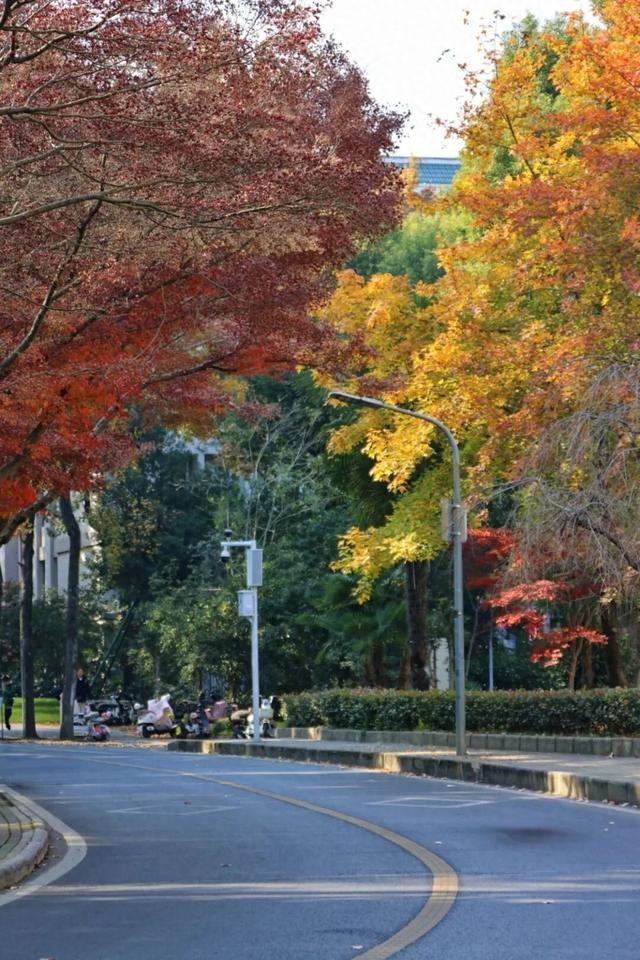 武汉冬日已“枫”神，全部地铁直达