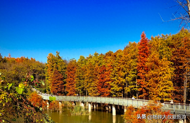 杭州“油画版景点”爆火，一天5万人次，可喂鹿，划船，走栈道！