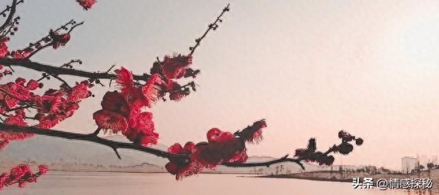 春风吻过杏花唇，谁的心事随柳絮飞？往事如烟，爱恨都在三月飘