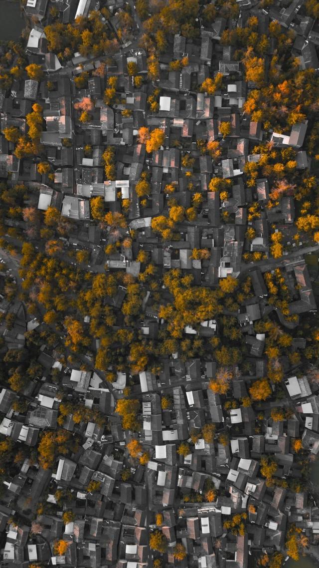 就在本周，银杏村绝美！错过再等一年！