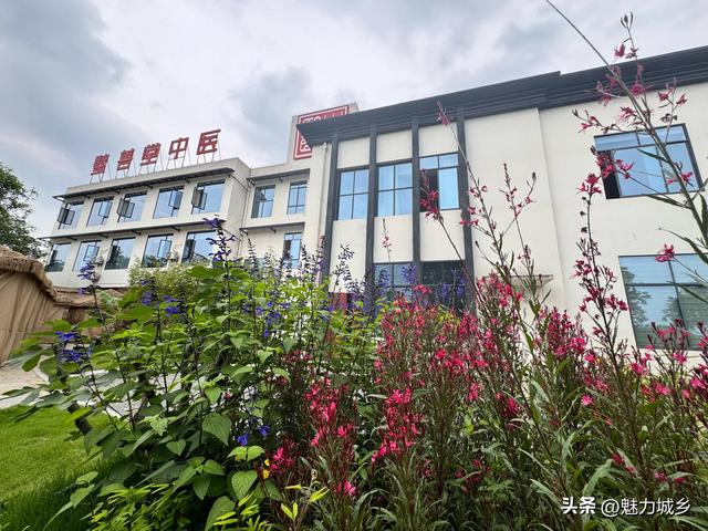 璧善堂中医馆后花园：藏在草木间的中医温情与文化密码