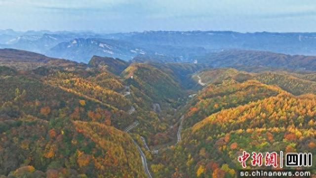 广元旺苍“红叶经济”为文旅产业发展注入持续强劲动力