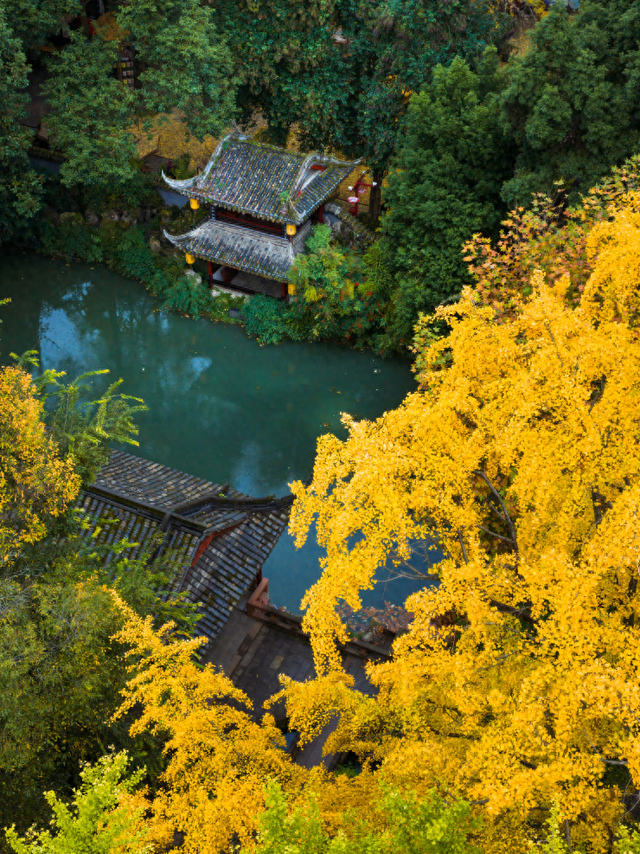 金灿灿！成都人的“顶流”上线，错过等一年！