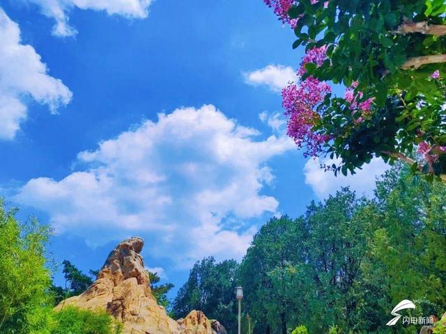 组图丨泰山虎山公园：紫薇花开 惊艳盛夏