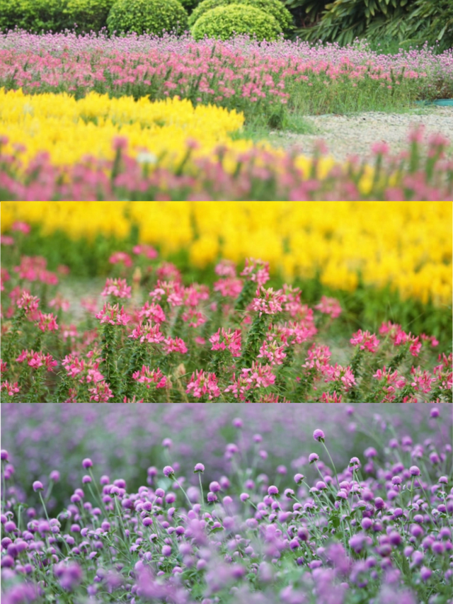 美爆了！佛山秋日花海上新！