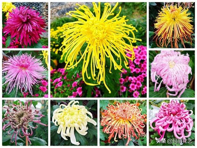 不一样的美！西湖菊展，姿态独特的悬崖菊