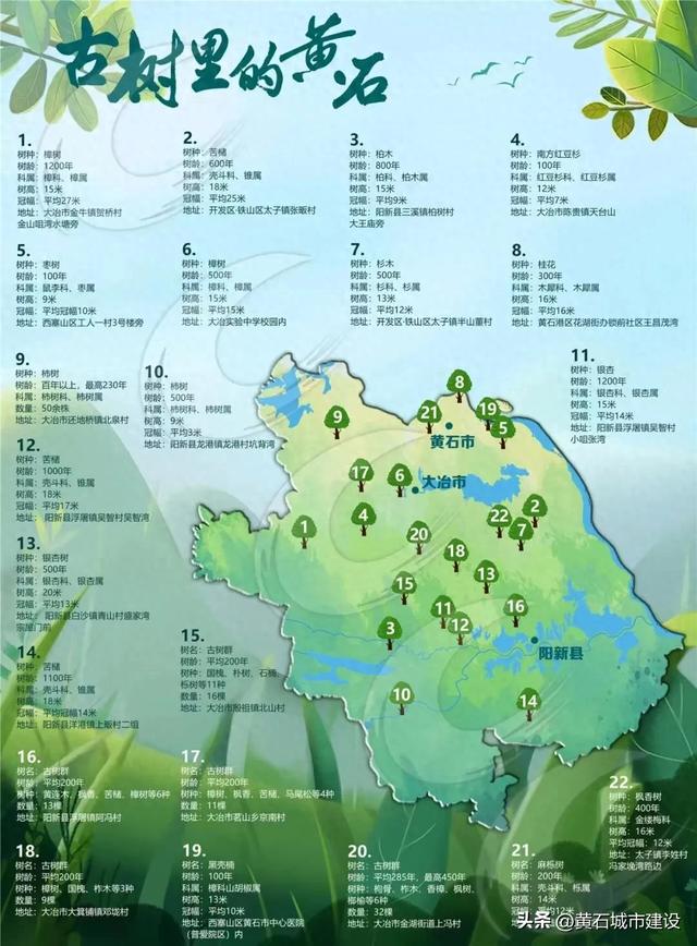 最大1600岁!黄石这几棵银杏王 你都打卡了吗?