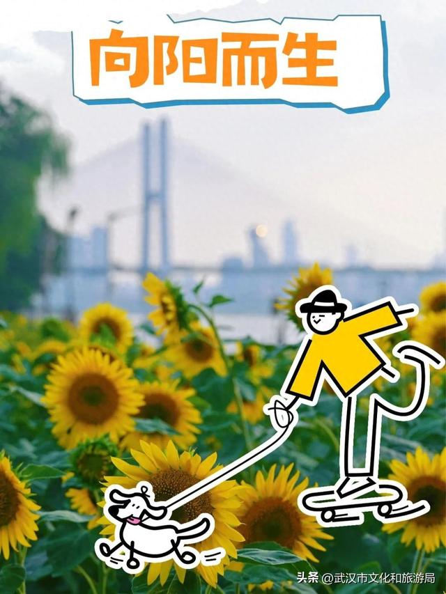 武昌花海又上新，美得很治愈！