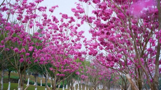 在防城港，冬日也能赏花！“绝绝紫”出片率100%！