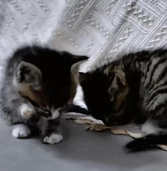 网友网购植物拆出两只小奶猫，商家天塌了：咪咪，我的咪咪呢