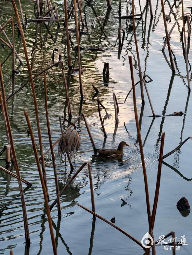 带你解锁公园的各种美好玩法！百态泉州公园 纵享周末暖阳