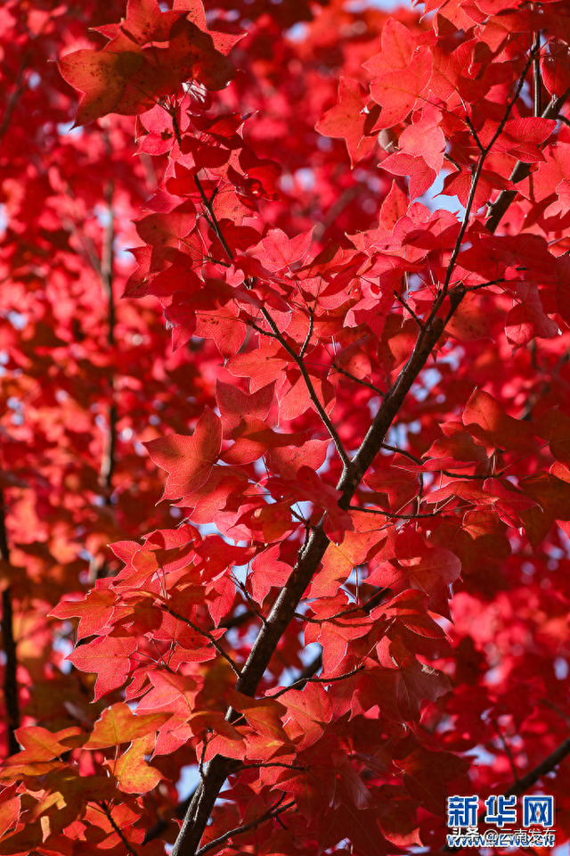 火红枫叶勾勒诗意云南