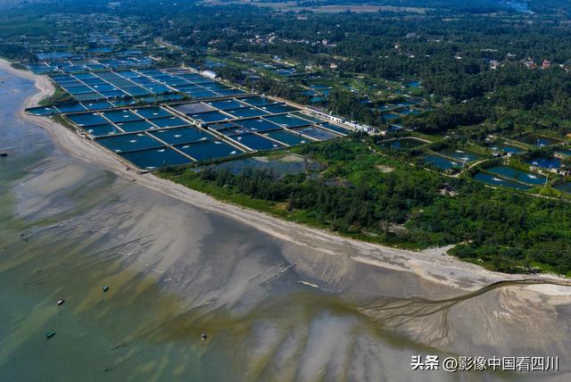 海南文昌：高隆湾潮汐树奇观