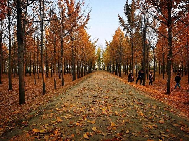 菏泽黄河寻根之旅：从湿地观澜到兵圣遗风，解锁母亲河畔的三重浪漫
