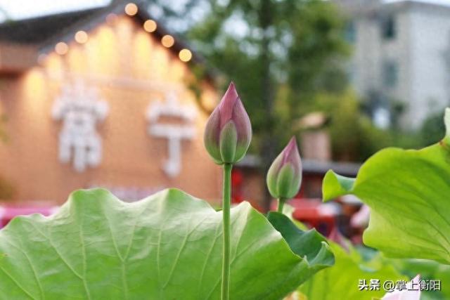 常宁：这个夏天的浪漫，从“荷花里”开始