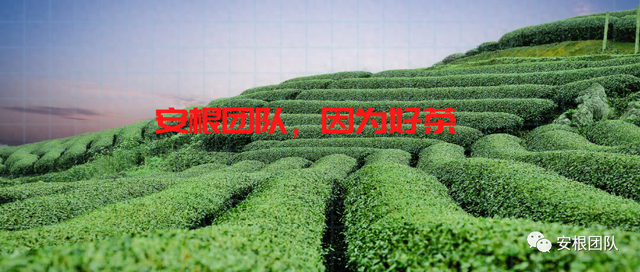 本地特色与茶旅融合