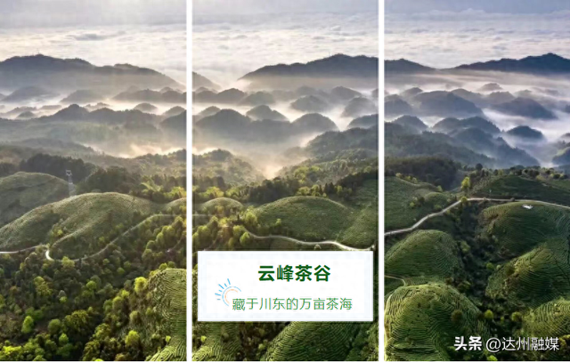 好一片“绿茶”！被达州大竹这片万亩茶海治愈了