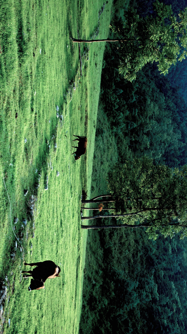 21℃云端秘境🌿开州雪宝山满月镇避暑全攻略