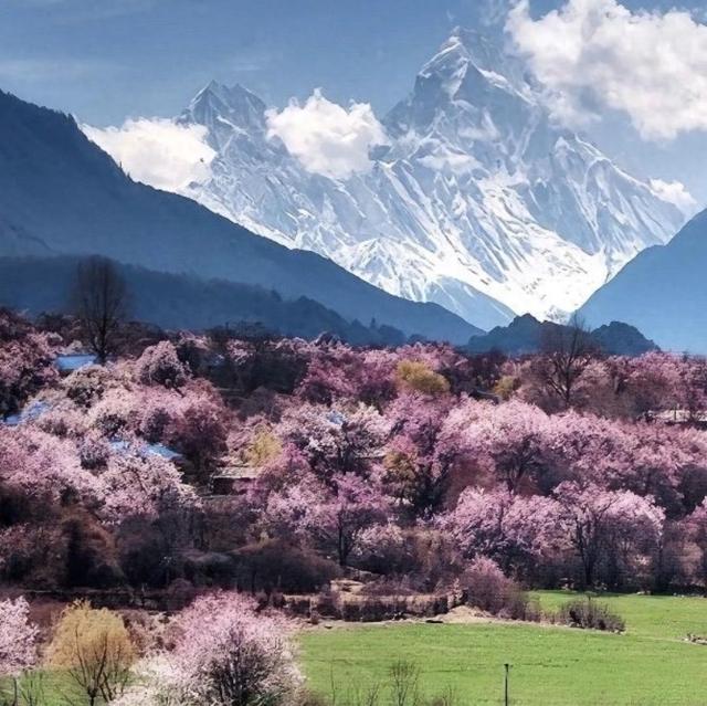 我是上海人，四月游西藏林芝，索松村赏桃花望南迦巴瓦峰