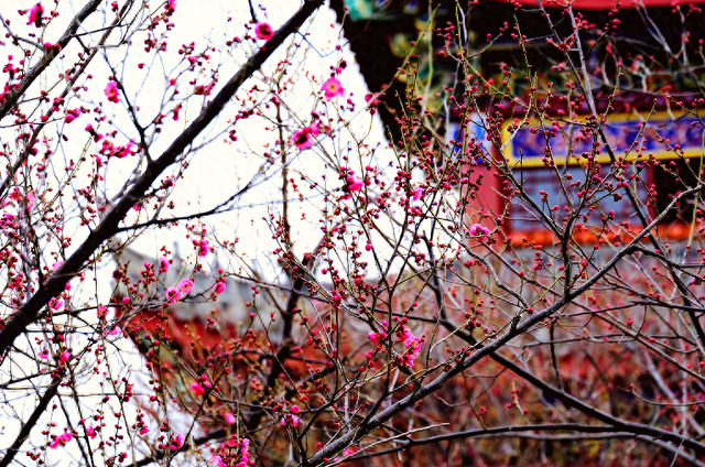 遇见“梅”好！麻城这座公园藏满冬日浪漫~