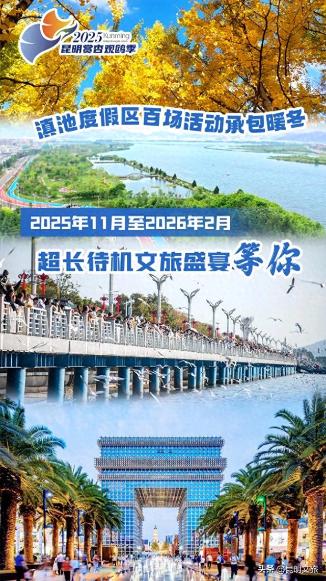 滇池度假区赏杏观鸥超级攻略！2025-2026跨年狂欢！40载人鸥情缘+百场活动承包暖冬