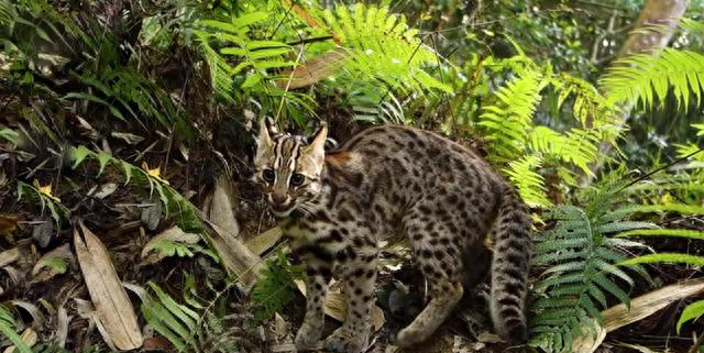 河南洛阳出现“石虎”，躲在草丛中被无人机拍到	，眼神非常警惕