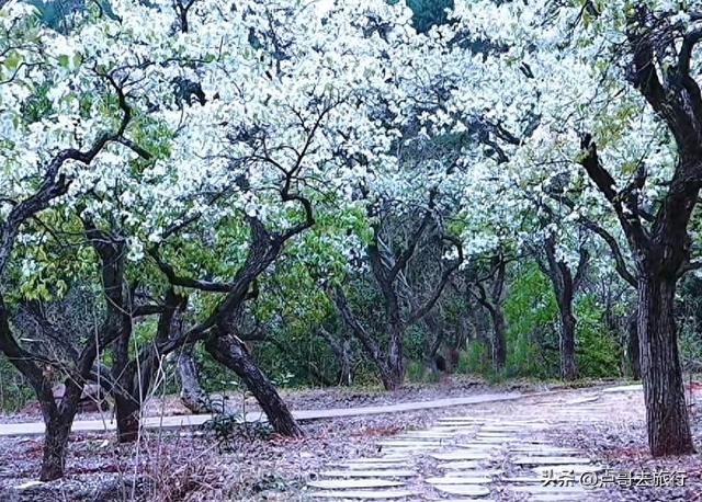成都人的又一奢侈梨花观赏地，百年老梨树群花开惊艳，不要门票！
