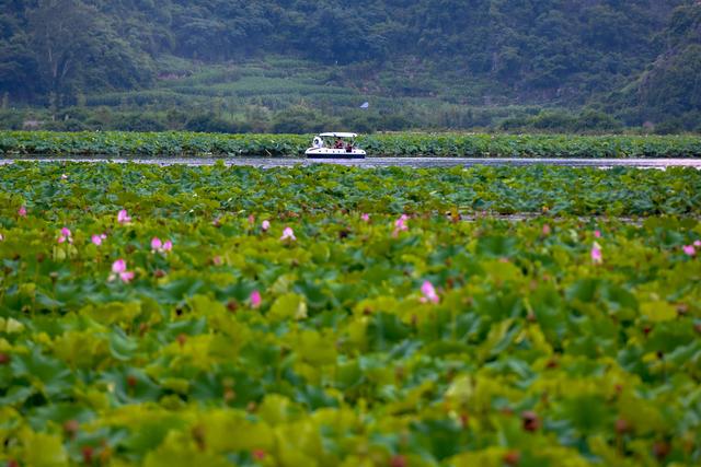 云南普者黑：山水画卷里升腾“夏日经济”