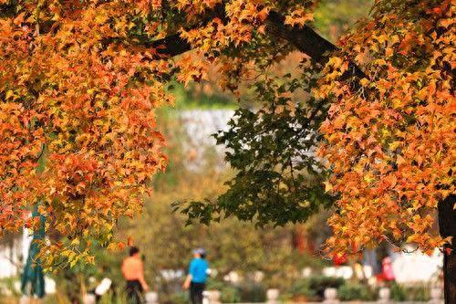 石象路“最美600米”秋景引游客