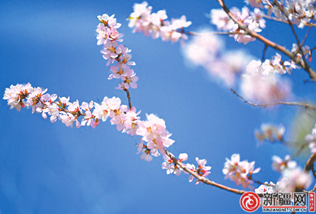 四月的乌鲁木齐 春风送花香