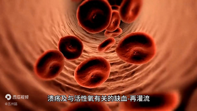 荊花胃康胶襄的功效与成份 2026年荆花胃康胶囊的作用