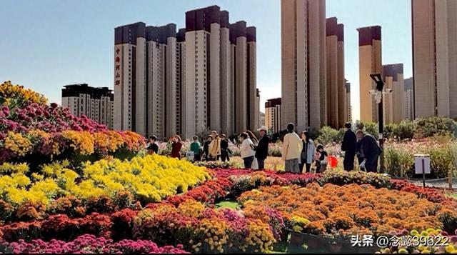 赏菊遇趣事——