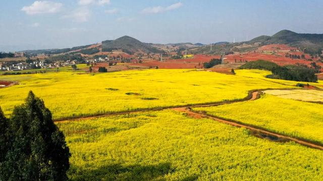 弥勒千亩油菜花海,太出片啦