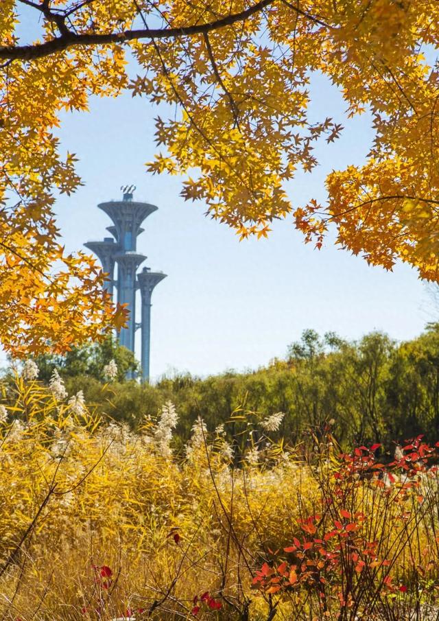 278万亩彩叶树绘就北京最美金秋画卷