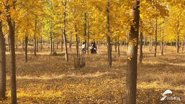 德州：黄河岸畔深秋色  一片金黄银杏林