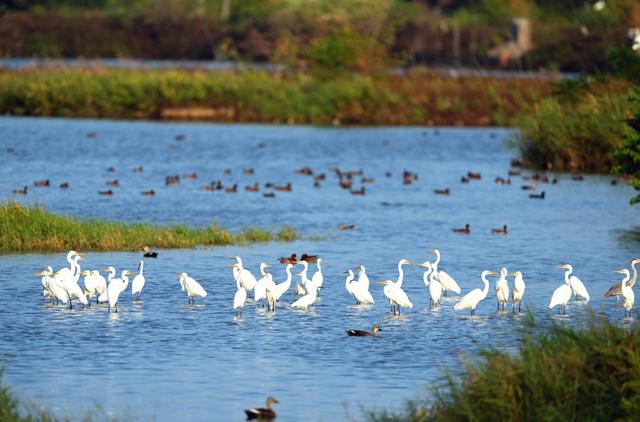 福州：“大美湿地”候鸟翩跹