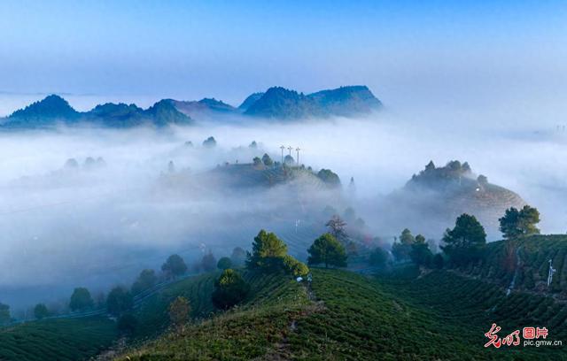 雾锁青山 云漫茶田