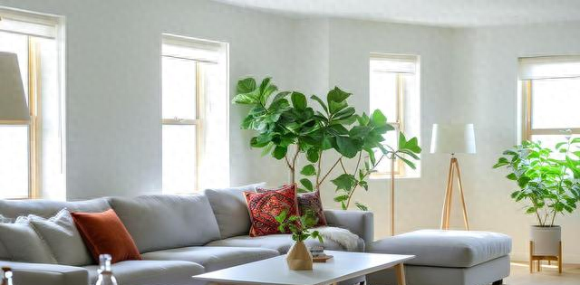 客厅见树，十有九富！“9种树”放在客厅，个顶个的吉祥，大气