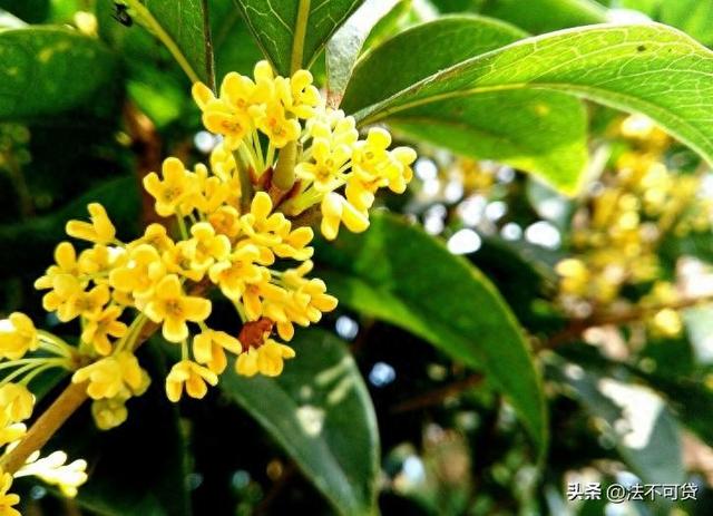 房子前面为什么不能种桂花树？房子前面有桂花树的，要了解一下！