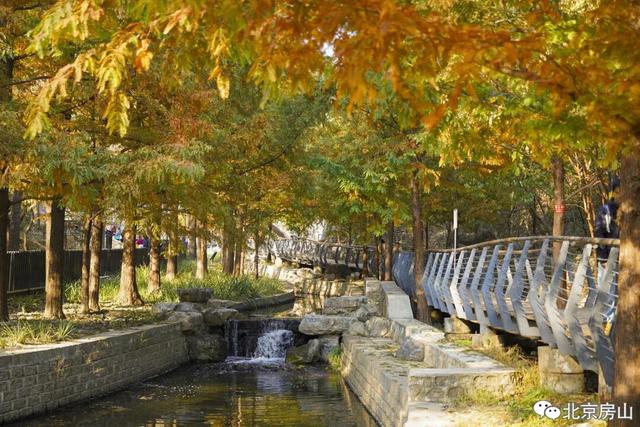 顶级秋色，房山水杉林已上线！