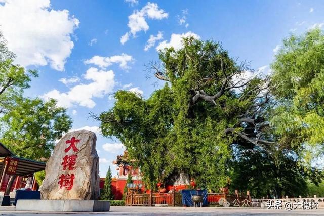 大槐树景区推出“寻找最会‘拍’的你”活动鼓励游客分享精彩瞬间