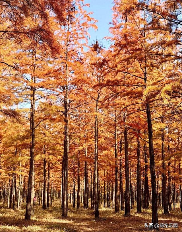 武汉秋日悄然绽放，梧桐叶黄江风凉，你还在等什么？