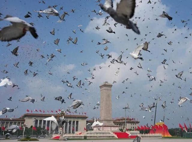 博士的家3图文攻略（放飞的和平鸽是什么鸽它们是怎么各回各家的）
