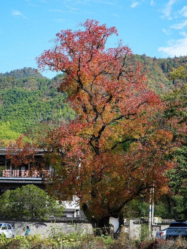 塔川红叶已进入最佳观赏期！你还不来吗？