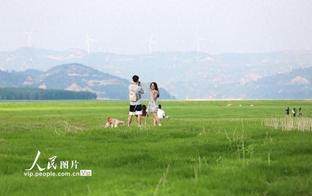 河南：三门峡库区现“生态草原”景观
