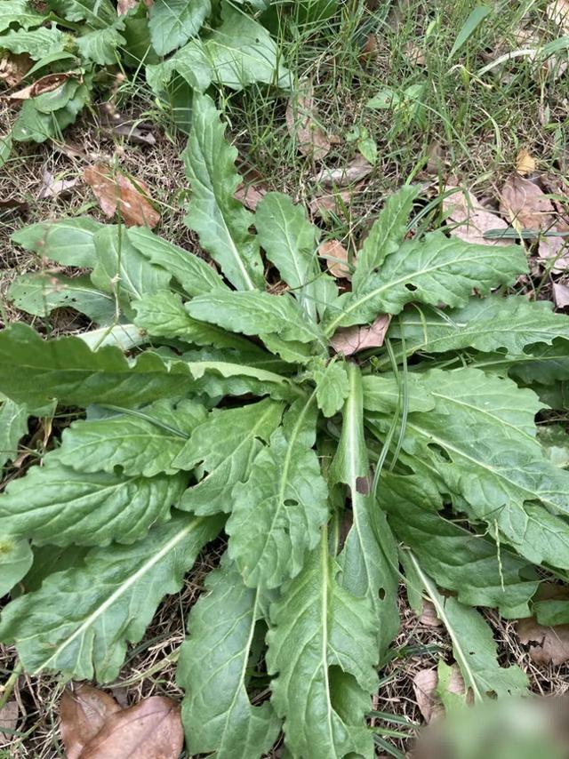 脚边黄金！你每天踩烂的“野草”，竟是千年神药？