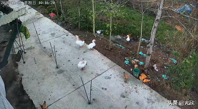 大鹅神秘消失后续：水塘抽干，淤泥被翻，网友质疑主人是炒作