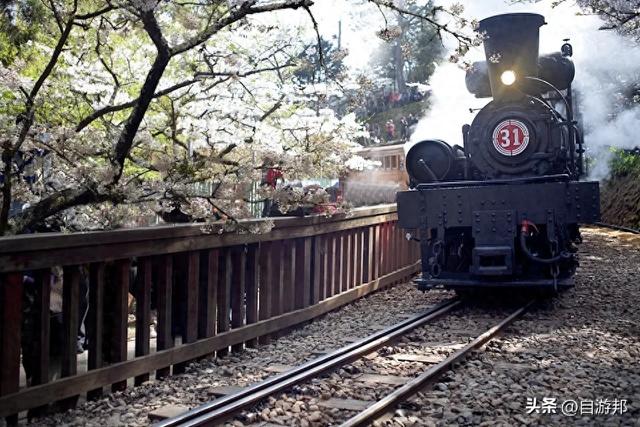 阿里山百年蒸汽桧木火车， 季节限定赏枫列车、票价信息一次看！