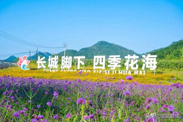 秋意渐浓🤗延庆送你一片花海